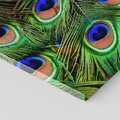 Obraz na płótnie 70x70 - Pawi Ogon - Piękno i Wspaniałość - paw, pióra