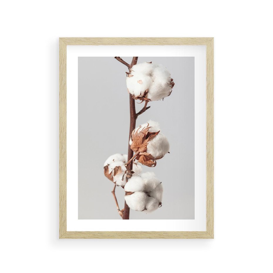 Plakat w ramie 30x40 - Spokojna Gałązka Bawełny - gałązka bawełny, prosta spokojna fotografia - rama drewno