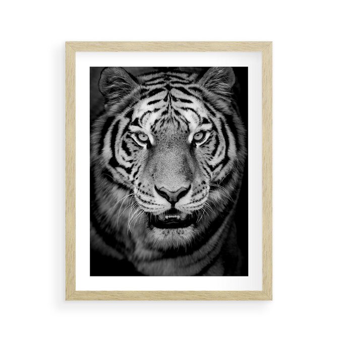Plakat w ramie 40x50 - Tygrys Czarno-Biały: Siła i Delikatność - tygrys, czarno - rama drewno