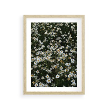 Plakat w ramie 30x40 - Stokrotkowa Idylla na Łące - łąka, stokrotki - rama drewno