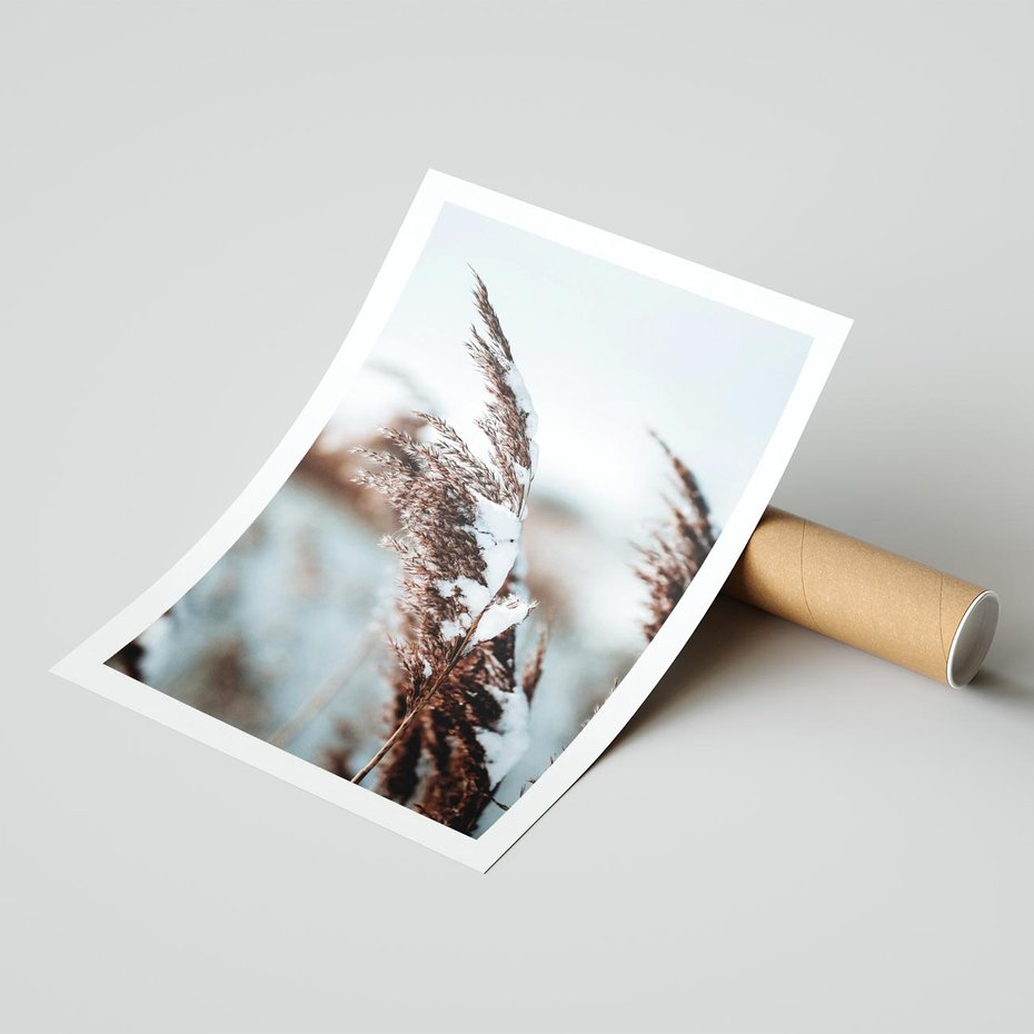 Plakat bez ramy 21x30 - Zima na Suchych Trawach - suche trawy, śnieg wysokich na trawach