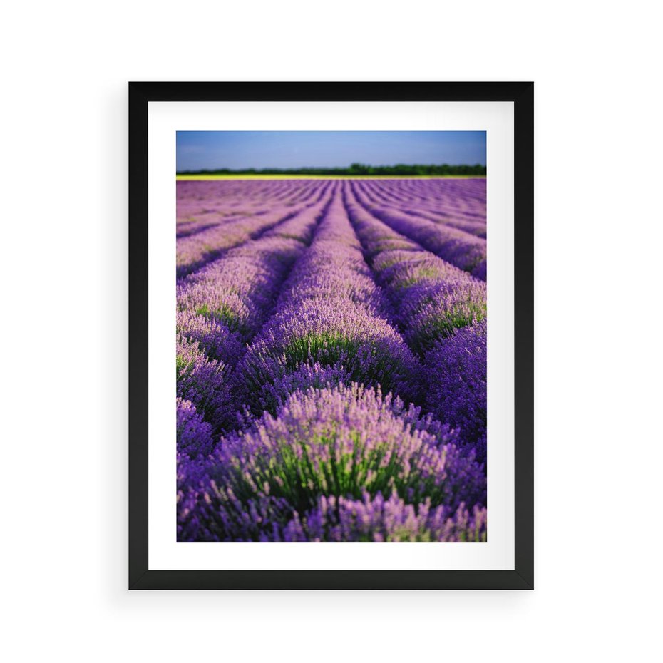 Plakat w ramie 40x50 - Malownicze Pole Lawendy - lawenda, pole - rama czarna