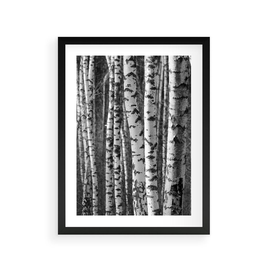 Plakat w ramie 30x40 - Kontrast Monochromatyczny - brzozy, czarno - rama czarna