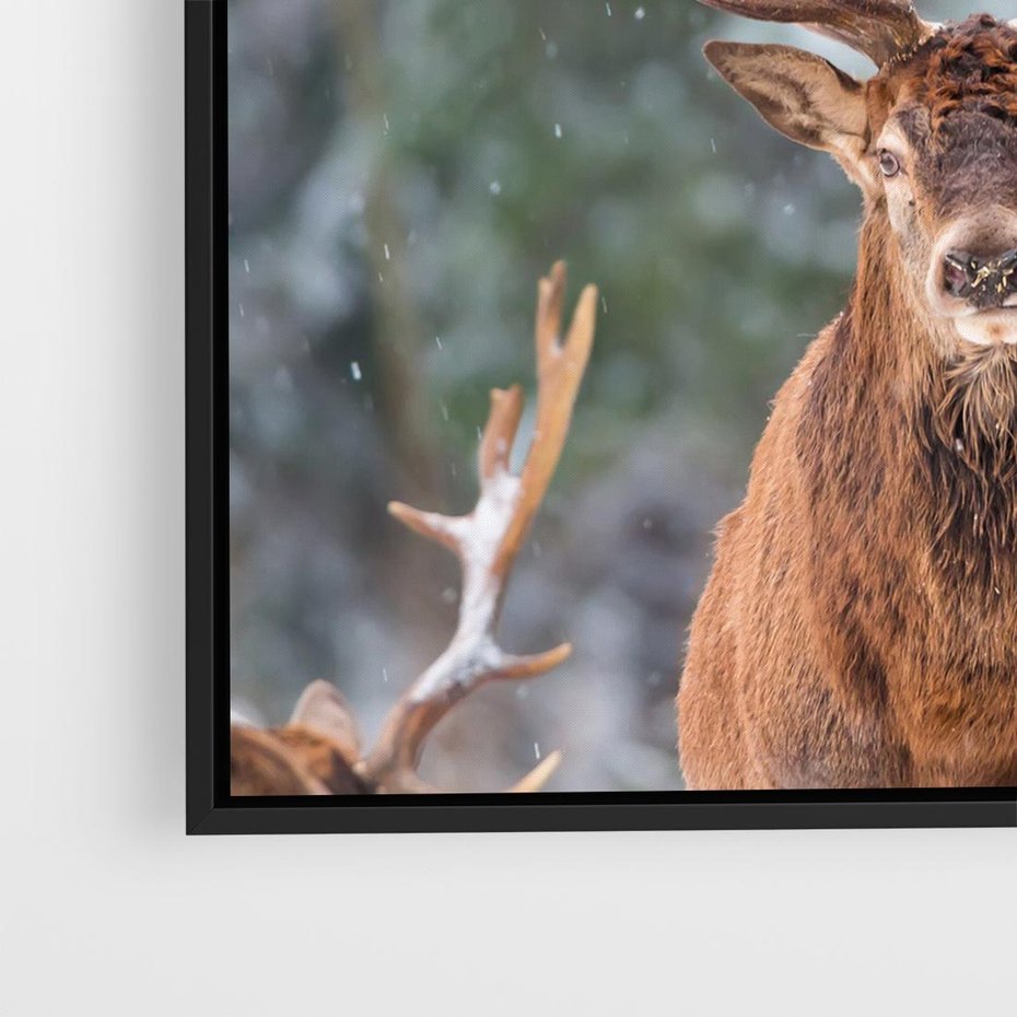 Obraz w ramie 50x50 - Monarcha Zimowej Dziczy - jeleń, zima - rama czarna