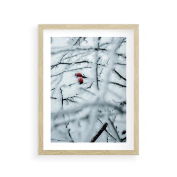 Plakat w ramie 30x40 - Zima w Detalu: Gałęzie ze Szronem i Śniegiem - śnieg, zima - rama drewno