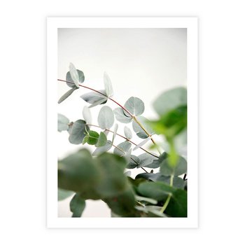 Plakat bez ramy 40x50 - Zielony Świat Eukaliptusa - eukaliptus, fotografia