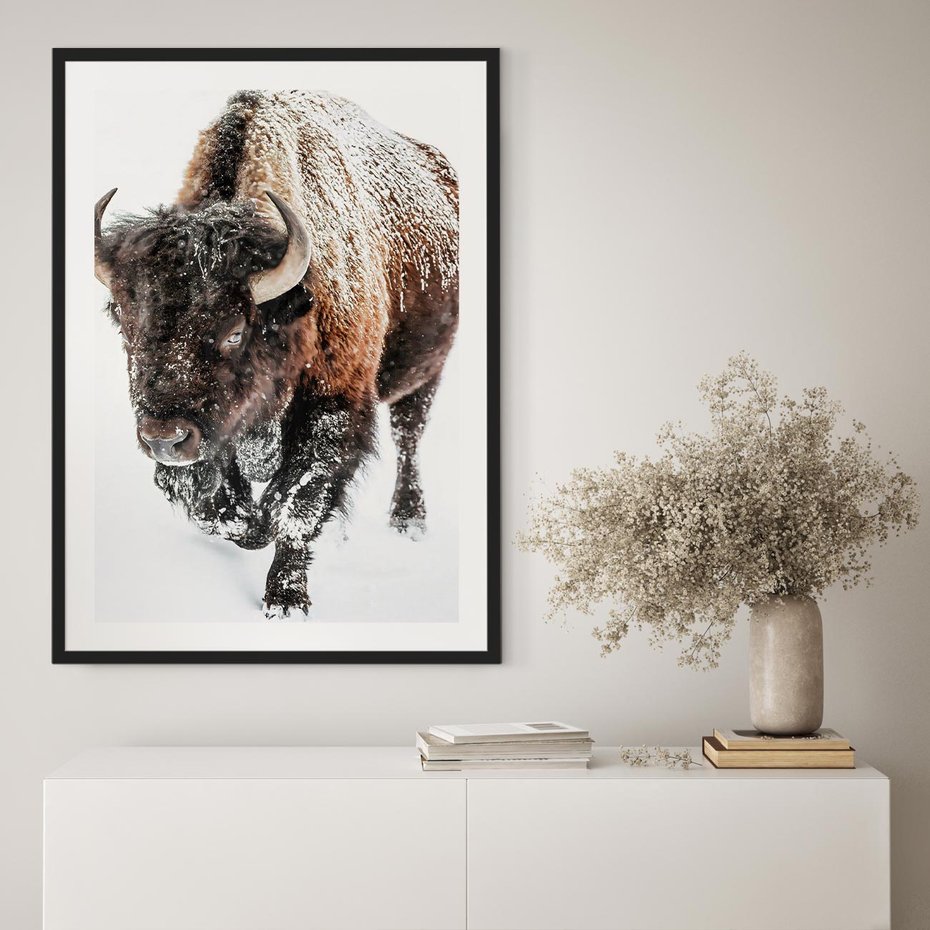 Plakat bez ramy 50x70 - Zimowy Władca Puszczy - żubr, bizon