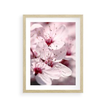 Plakat w ramie 40x50 - Kwitnąca Wiśnia - kwiaty, kwitnąca - rama drewno