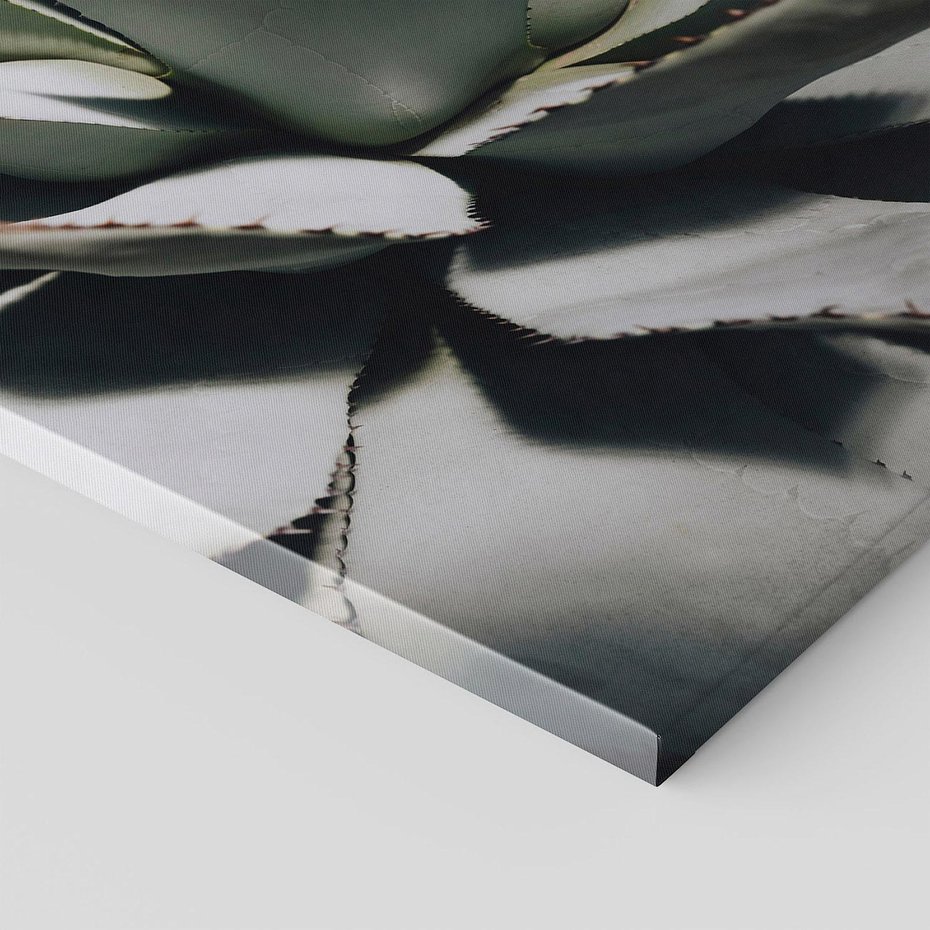 Obraz na płótnie 50x70 - Sukulenty wśród kaktusów - sukulenty, kaktusy