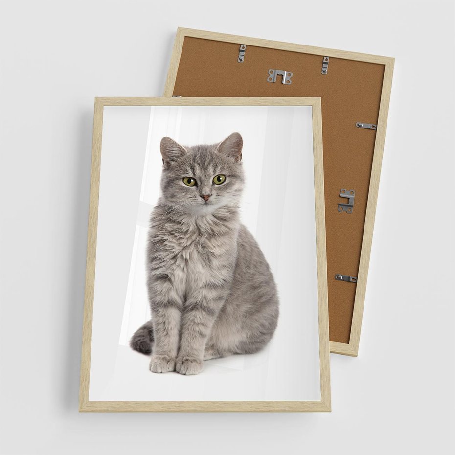 Plakat w ramie 50x70 - Kocie uroki na płótnie - kot, kotek - rama drewno