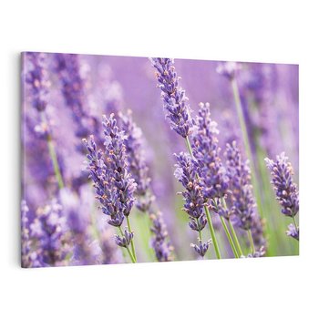 Obraz na płótnie 70x50 - Urok lawendy - lawenda, kwiaty
