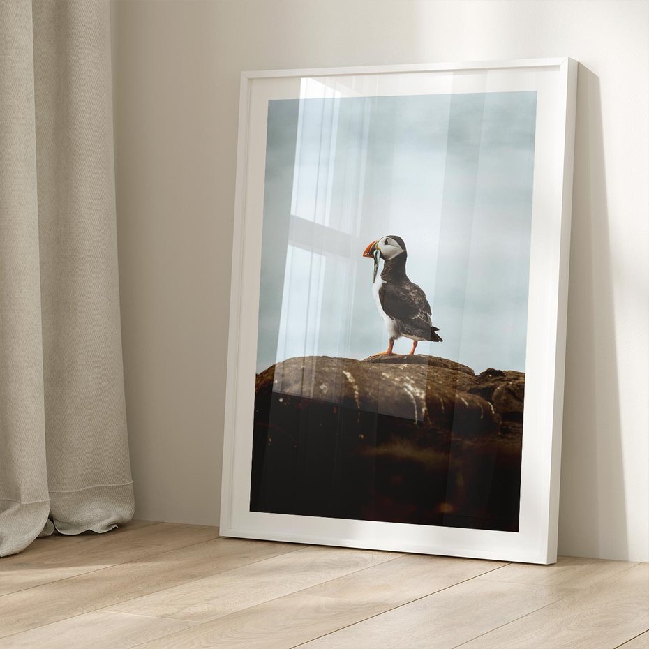 Plakat bez ramy 21x30 - Portret Ptaka Morskiego - maskonur, ptak