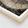 Plakat w ramie 40x50 - Wnętrze Natury - pień, przecięty pień - rama drewno