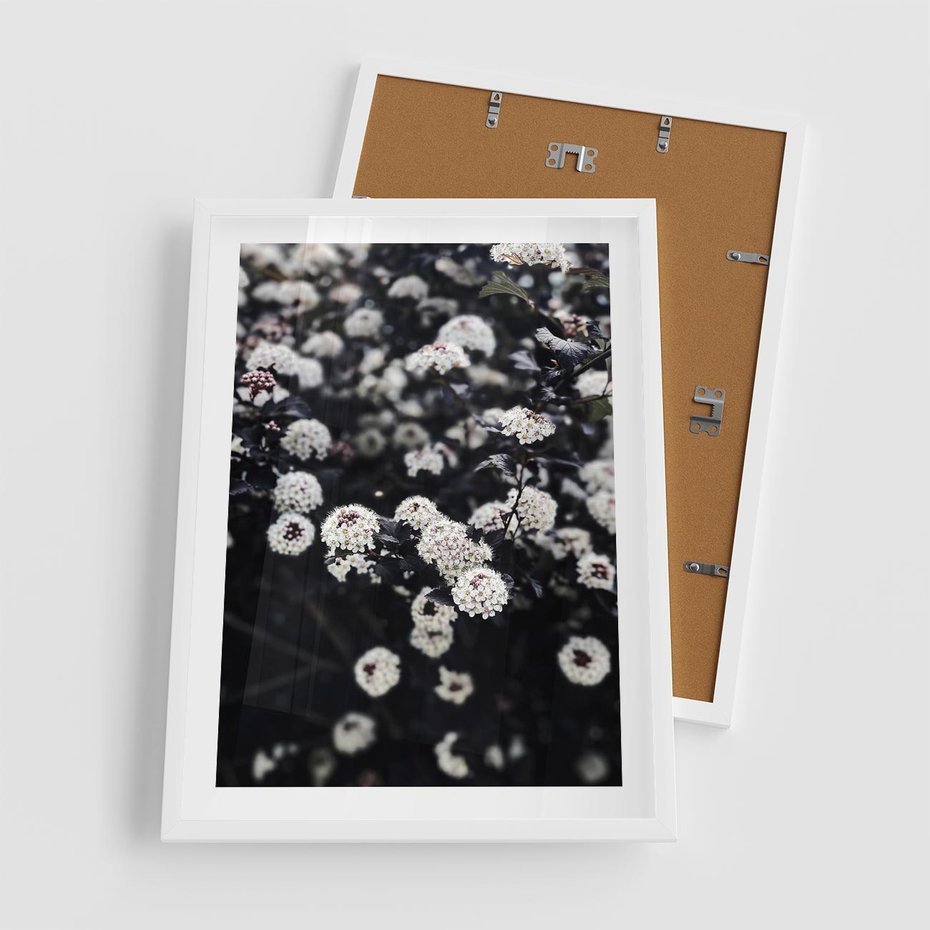 Plakat w ramie 50x70 - Białe Kwiaty na Kwitnącym Krzewie - białe kwiaty, kwitnący krzew - rama biała