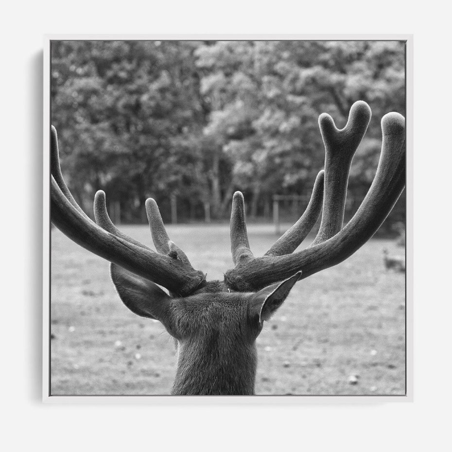 Obraz w ramie 50x50 - Przygubione motyle marzeń - fotografia czarno biała, młody jeleń w zagrodzie - rama biała