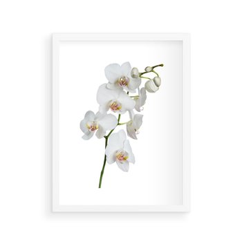 Plakat w ramie 40x50 - Ekskluzywny Relaks - storczyk, spa - rama biała