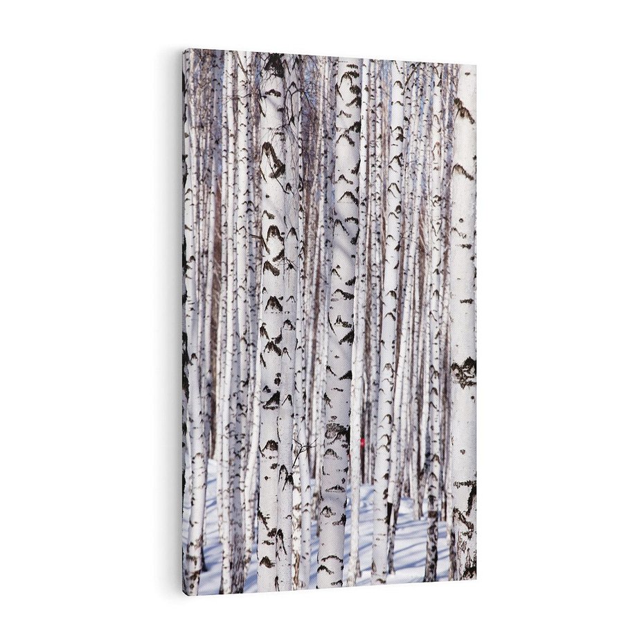 Obraz na płótnie 70x100 - Lśniące Brzozy - brzozy, las
