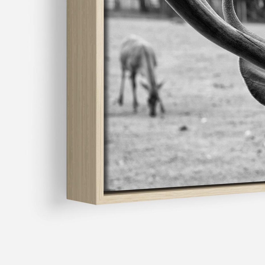 Obraz w ramie 70x50 - Przygubione motyle marzeń - fotografia czarno biała, młody jeleń w zagrodzie - rama drewno