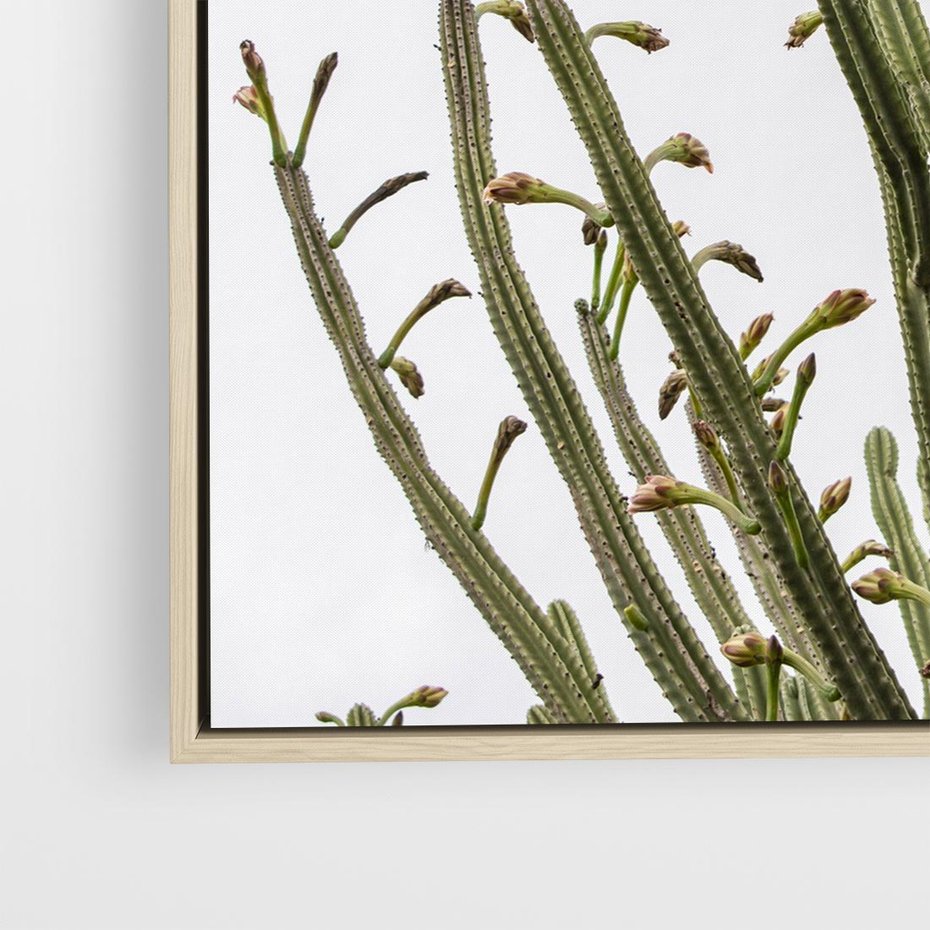 Obraz w ramie 80x80 - Ekskluzywna Roślinność - kaktusy, liście - rama drewno