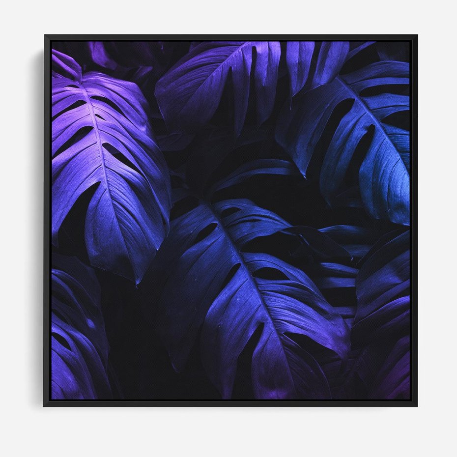 Obraz w ramie 50x50 - Mroczna Magia Dżungli - mroczna grafika, fioletowe liście monstery na czarnym tle - rama czarna