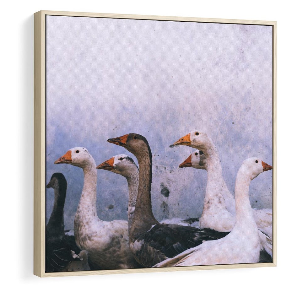 Obraz w ramie 50x50 - Spotkanie Wśród Piór - uchwycony moment, fotografia - rama drewno