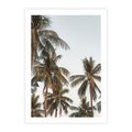 Plakat bez ramy 40x50 - Palmy - tęsknota za Hawajami - palmy, Hawaje