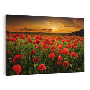 Obraz na płótnie 120x80 - Maki na łące: Przebudzenie wiosny - mak, maki