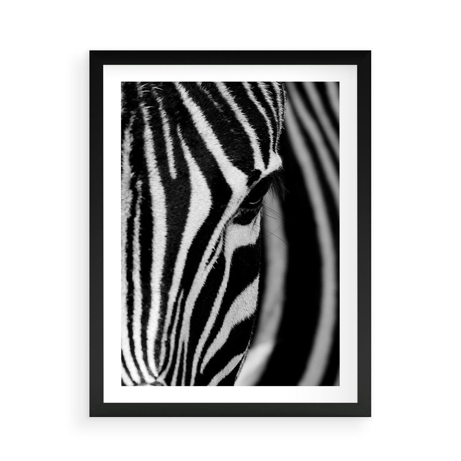 Plakat w ramie 50x70 - Pasy Zebr - zebra, paski - rama czarna