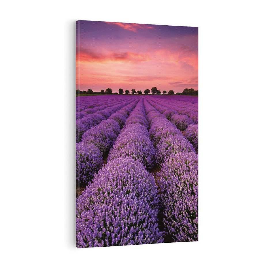 Obraz na płótnie 70x100 - Lawenda: polne zauroczenie - lawenda, kwiaty