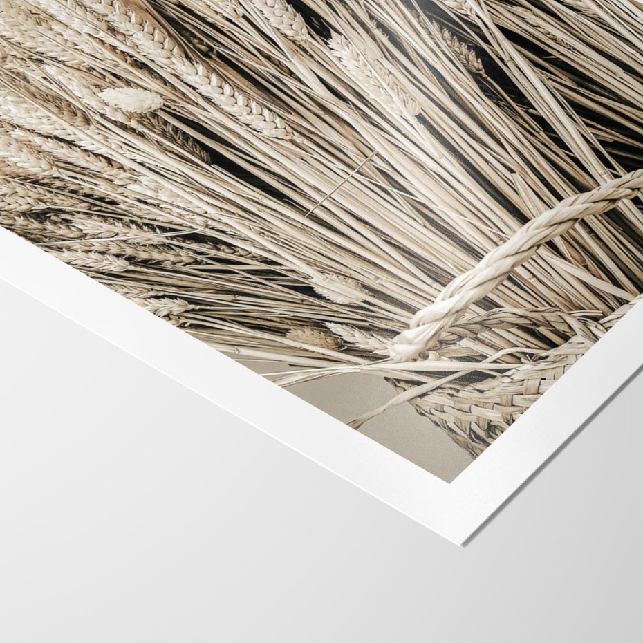 Plakat bez ramy 21x30 - Letni Plon - zboże, kłosy zboża