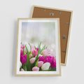 Plakat w ramie 50x70 - Tulipany w pełnym rozkwicie - tulipany, kwiaty - rama drewno