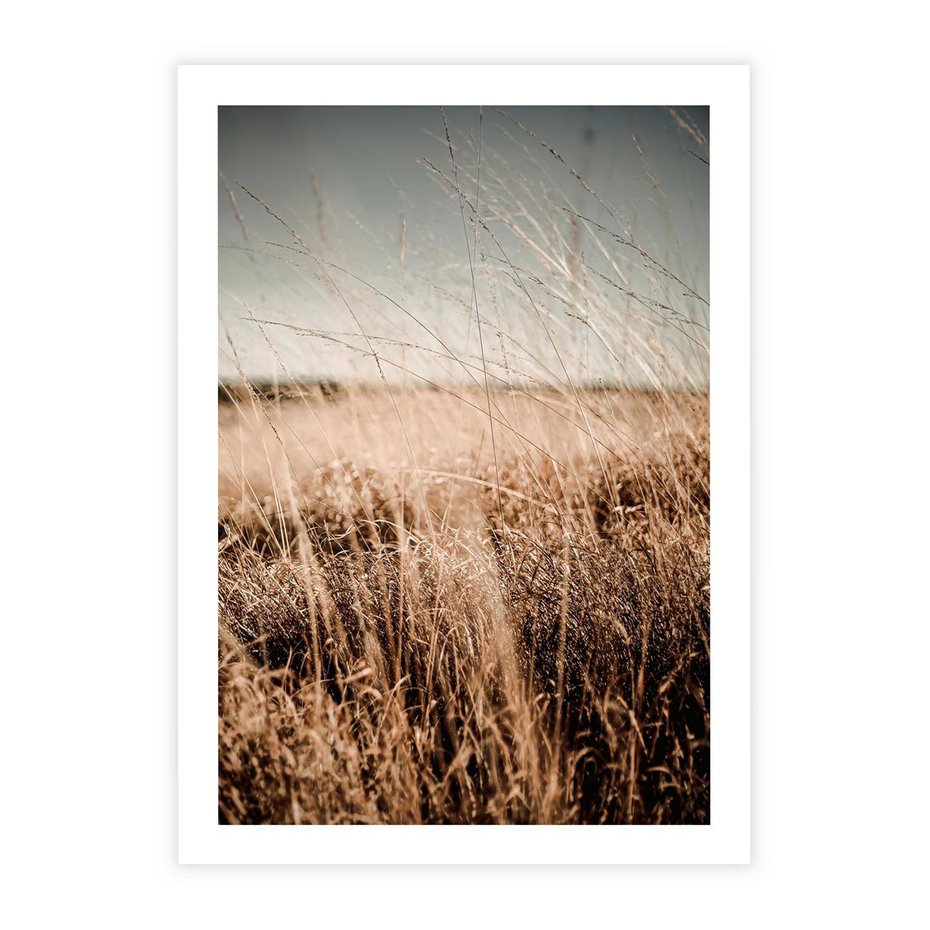 Plakat bez ramy 21x30 - Sucha Trawa w Odcieniach Sepii - suche trawy, łąka odcienie beżu