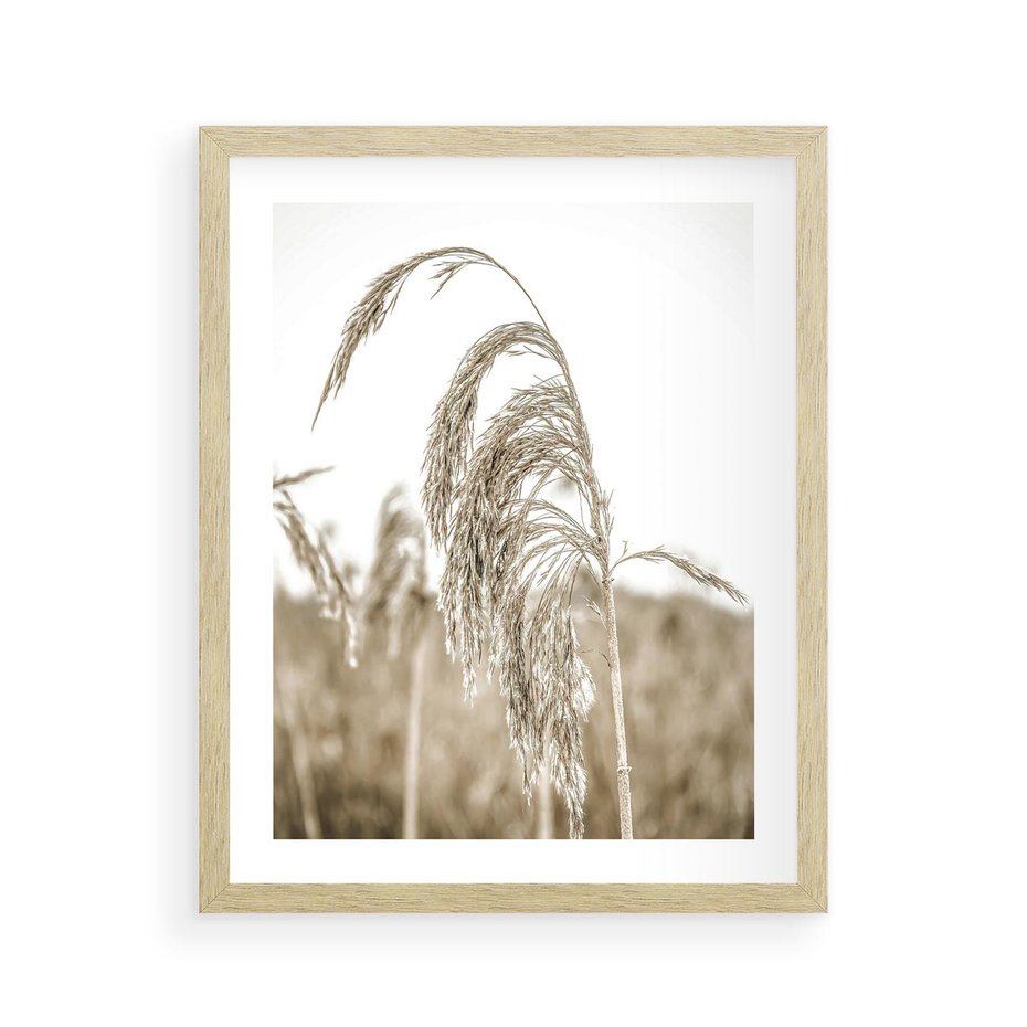 Plakat w ramie 40x50 - Ujęcie Suchych Traw - suche trawy, zbliżenie - rama drewno