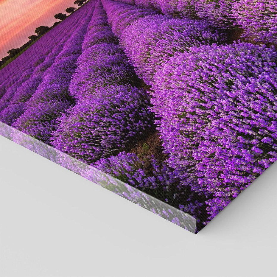 Obraz na płótnie 80x80 - Lawenda: polne zauroczenie - lawenda, kwiaty