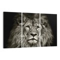 Obraz na płótnie 120x80 - Moc lewego spojrzenia - lew, czarno