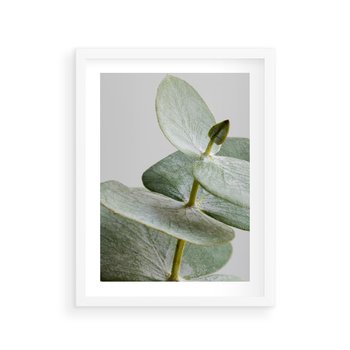 Plakat w ramie 30x40 - Eukaliptusowa zieleń - eukaliptus, zielone - rama biała