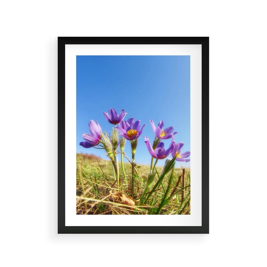 Plakat w ramie 30x40 - Kwiatowa siła łąki - kwiaty, łąka - rama czarna