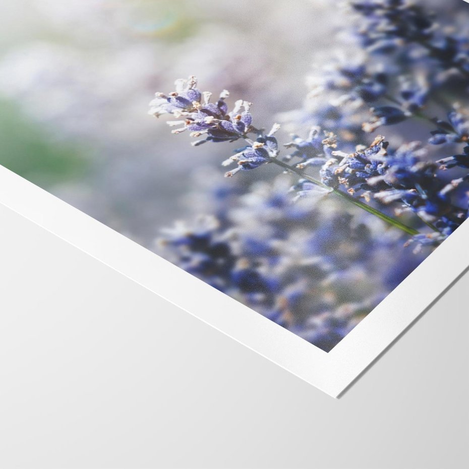 Plakat bez ramy 30x40 - Delikatna Uroda Natury - wrzosy, fiolet