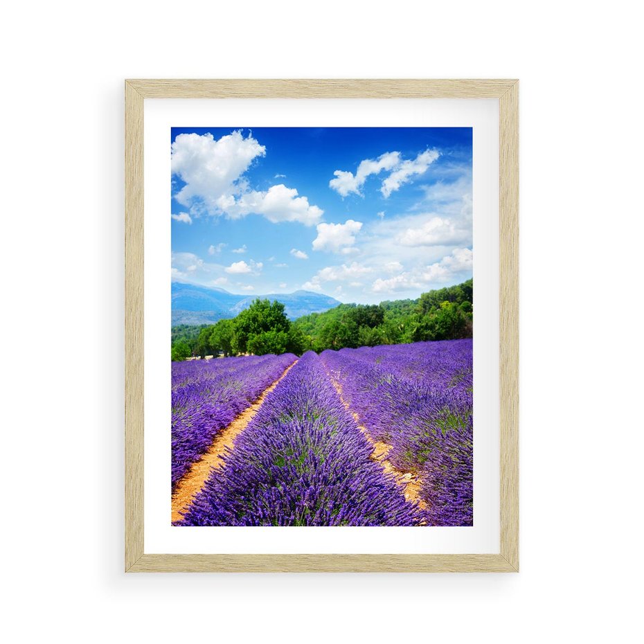Plakat w ramie 40x50 - Prowansalska Lawenda - lawenda, prowansja - rama drewno