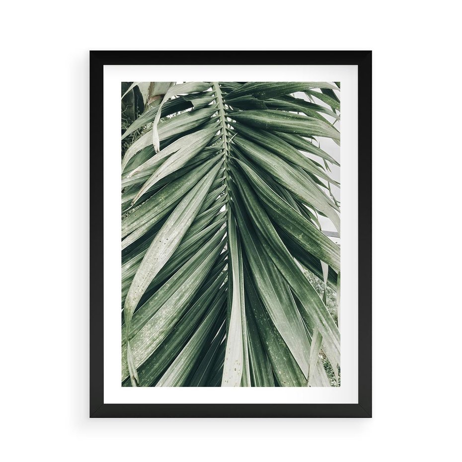 Plakat w ramie 50x70 - Spokojna Piękność Palmowych Liści - palma, liście palmy - rama czarna