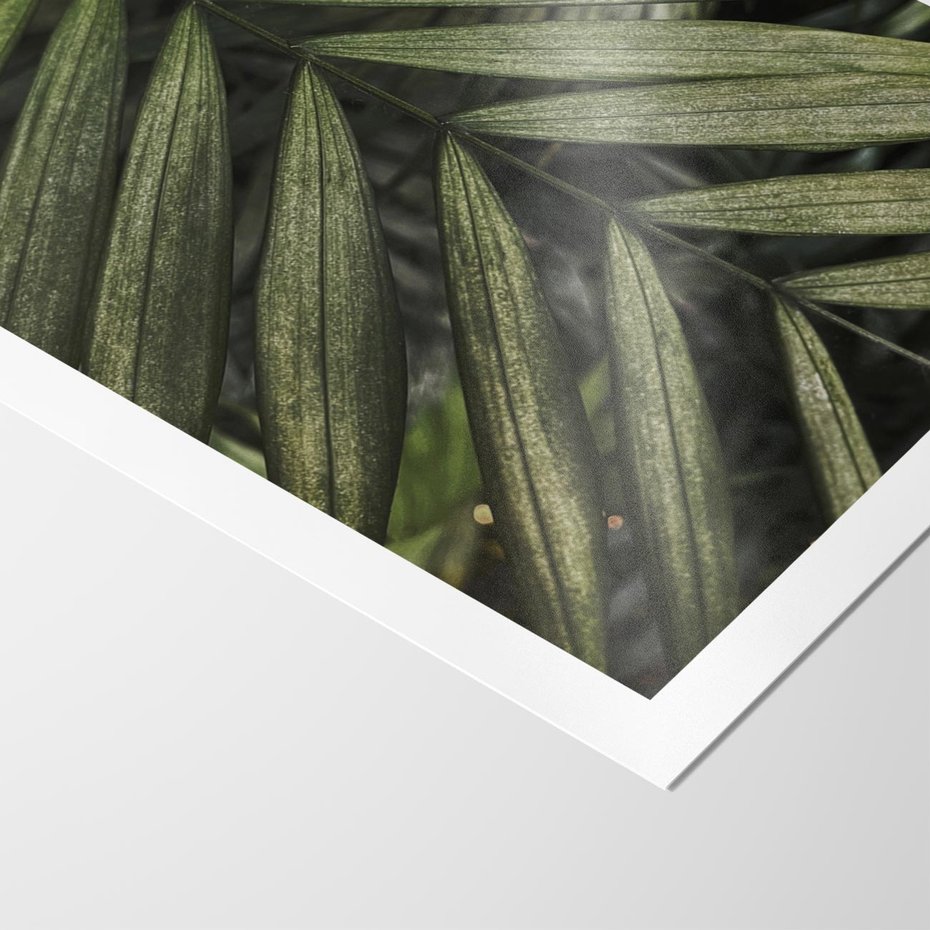 Plakat bez ramy 40x50 - W Liściach Ukryte - zdjęcie, fotografia