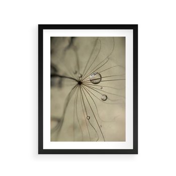 Plakat w ramie 40x50 - Delikatność dmuchawców - dmuchawce, krople - rama czarna