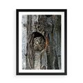 Plakat w ramie 50x70 - Tajemniczy W świecie Nocy - sowa, dziupla - rama czarna