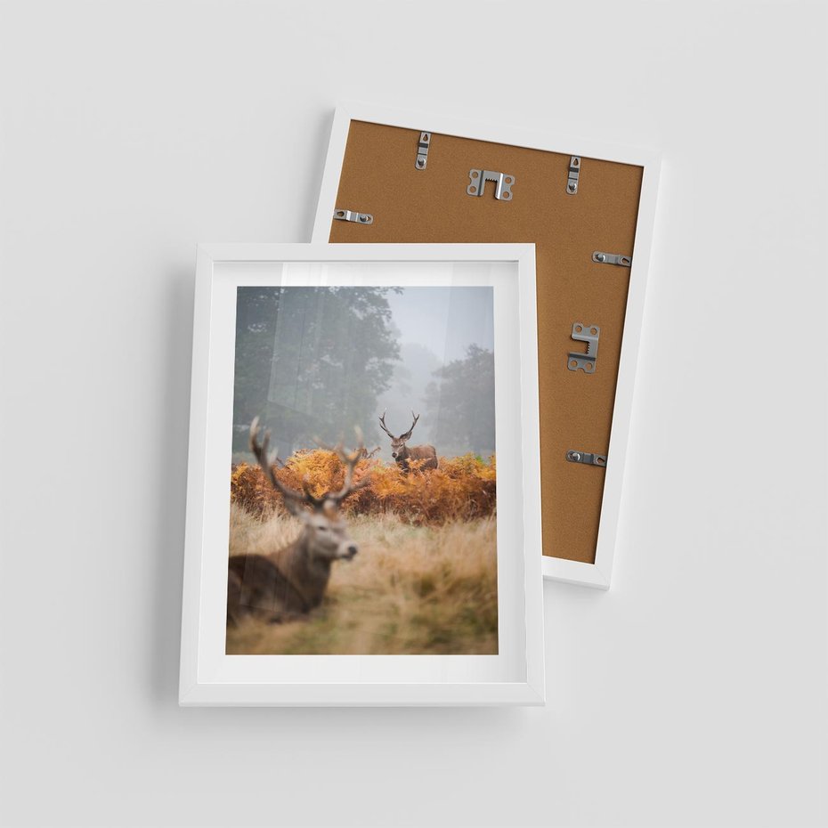 Plakat w ramie 30x40 - Malownicza Harmonia - jelenie, jesień - rama biała