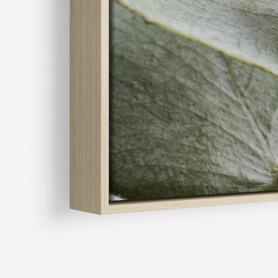 Obraz w ramie 50x70 - Eukaliptusowa zieleń - eukaliptus, zielone - rama drewno