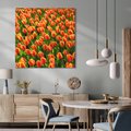 Obraz na płótnie 80x80 - Tulipanowa eksplozja - tulipany, kwiaty