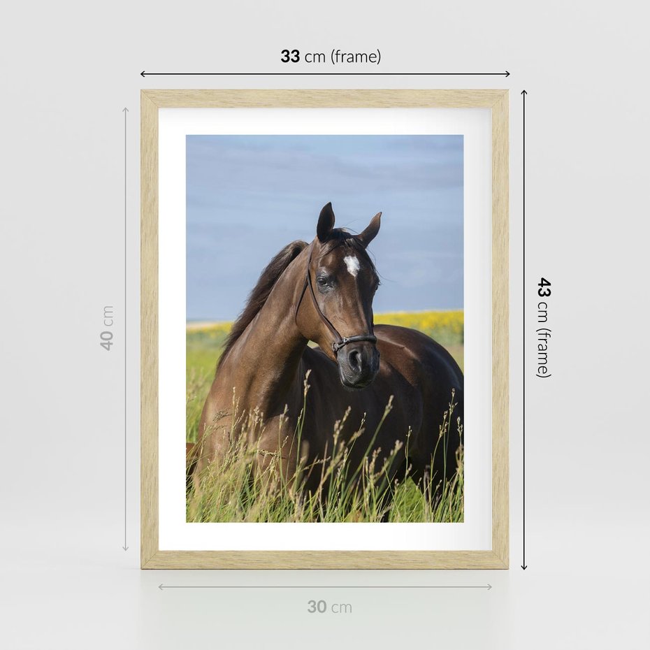 Plakat w ramie 30x40 - Siła i piękno natury - koń, łąka - rama drewno