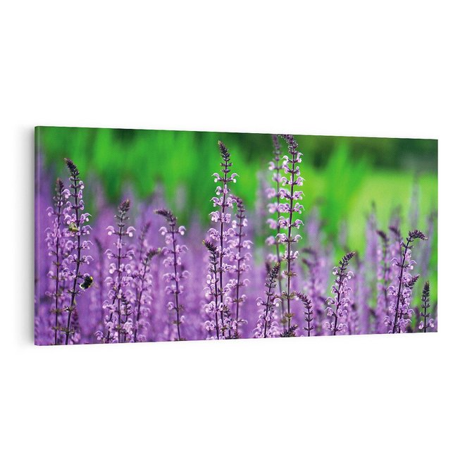 Obraz na płótnie 100x50 - Lawenda magia purpury - lawenda, kwiaty