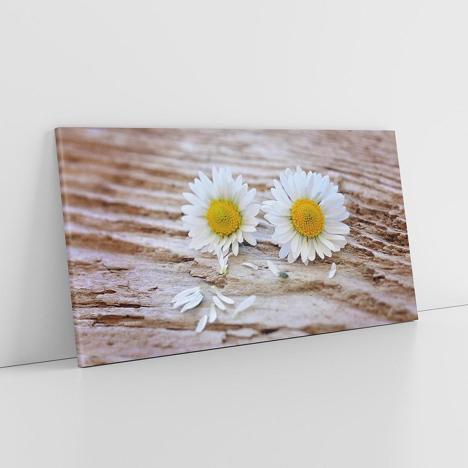 Obraz na płótnie 100x50 - Stokrotkowa Delikatność - stokrotka, kwiaty