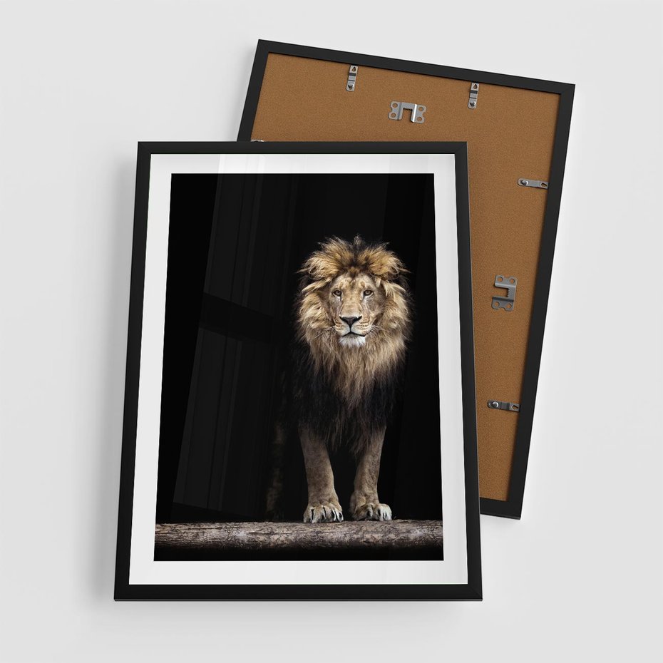 Plakat w ramie 50x70 - Lew: dzikie piękno natury - lew, dzikie - rama czarna